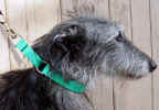 Sighthound collar.jpg (106705 bytes)